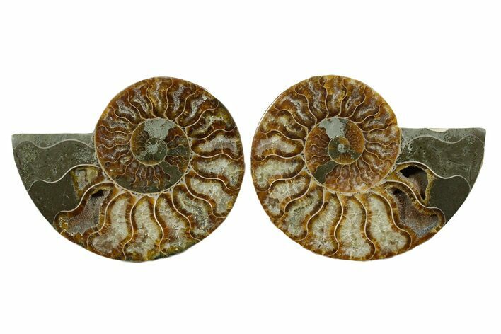 Cut & Polished, Agatized Ammonite Fossil - Madagascar #348996